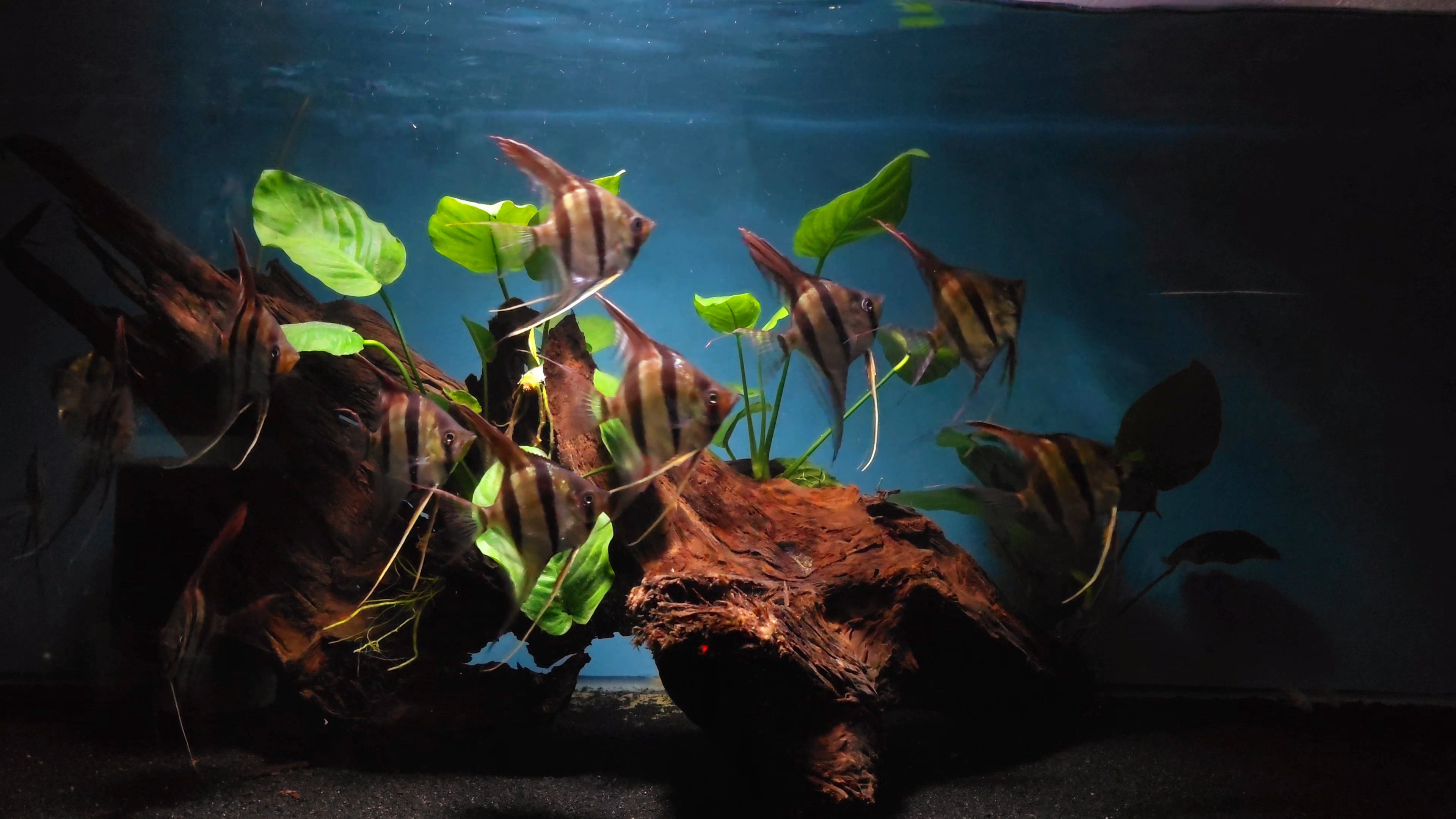 Captive Bred Rio Atabapo Pterophyllum Altum Angelfish For Sale