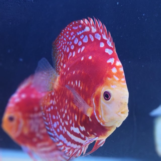 Malaysian Discus Fish for sale online at Discus America Specialized