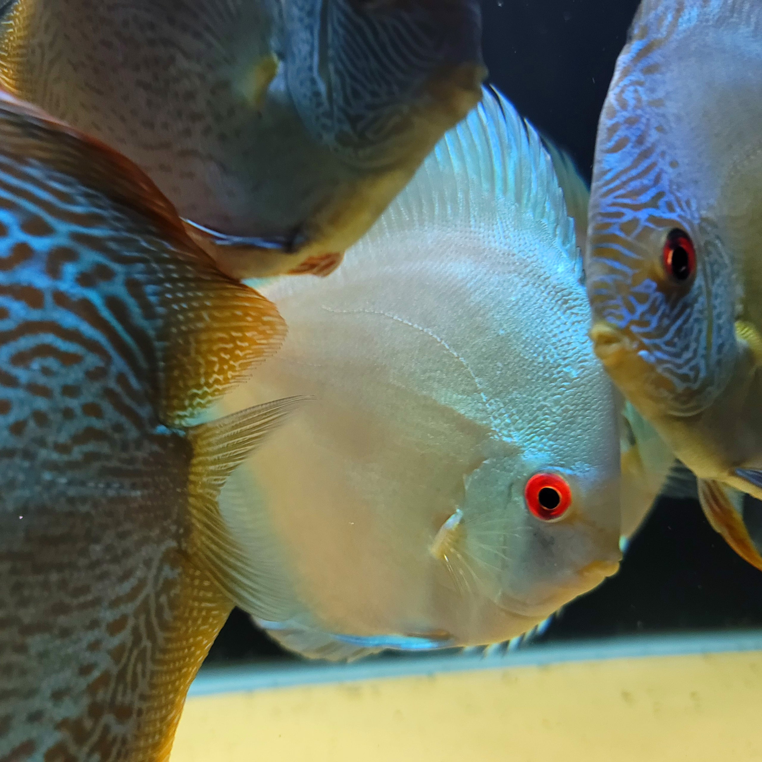 Sera Discus Color Blue Granules for sale online  Specialized Discus Fish  Store in Las Vegas, Nevada, United States