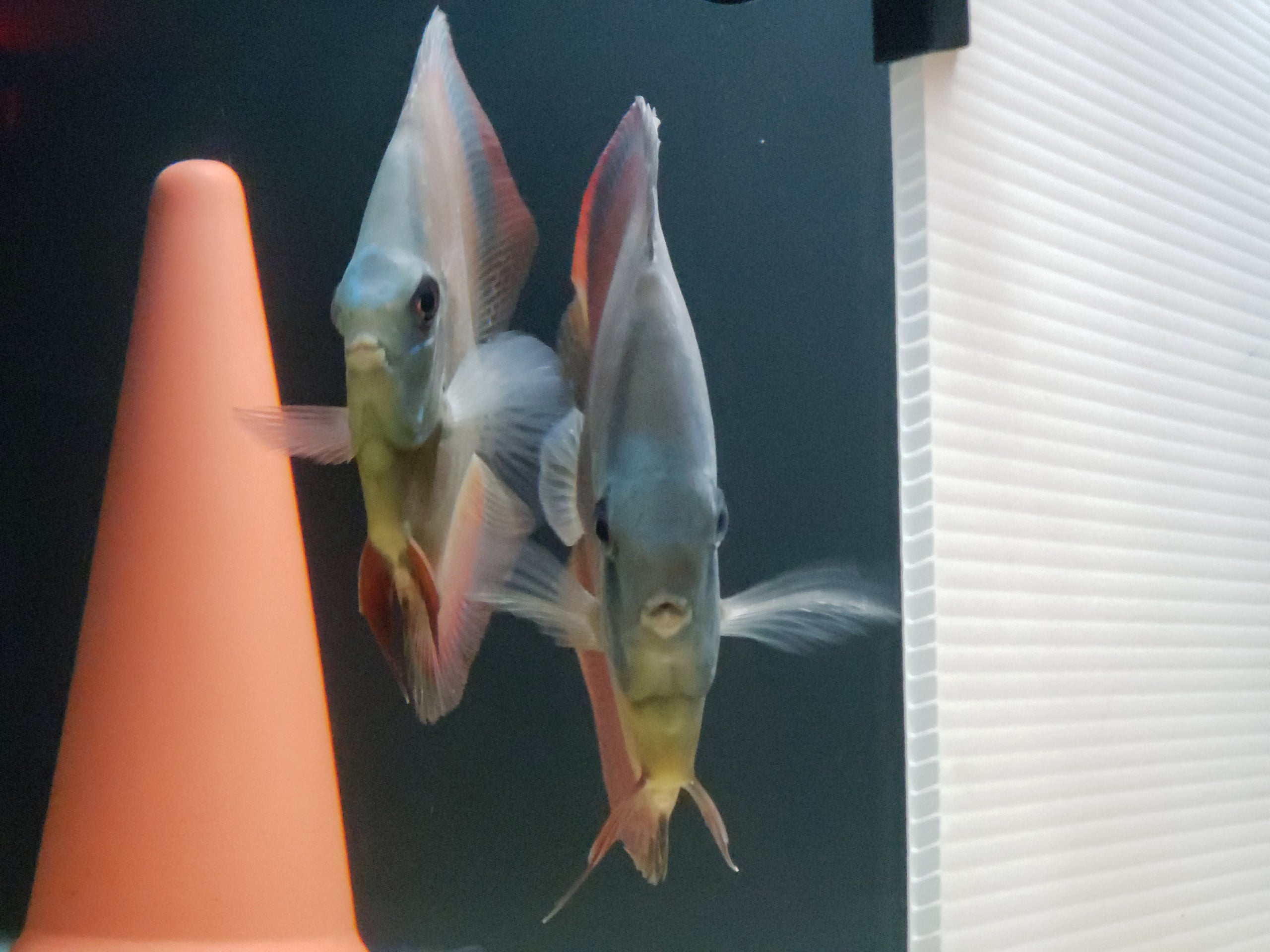 Red Cover Blue Face Blue Rim Discus Fish Possible Breeding Pair Specialized Altum Angelfish