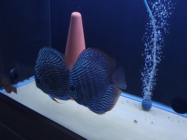 Sera Discus Granules for sale online at Discus America  Specialized Discus  Fish Store in Las Vegas, Nevada, United States