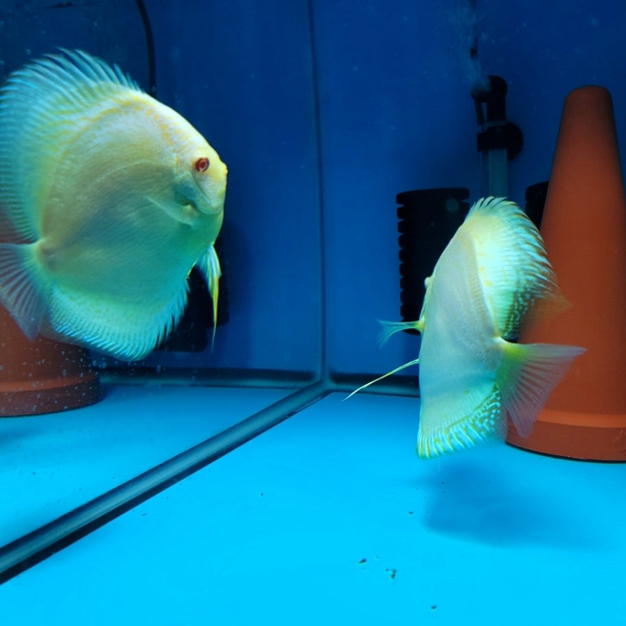 Malaysian Discus Fish for sale online at Discus America Specialized