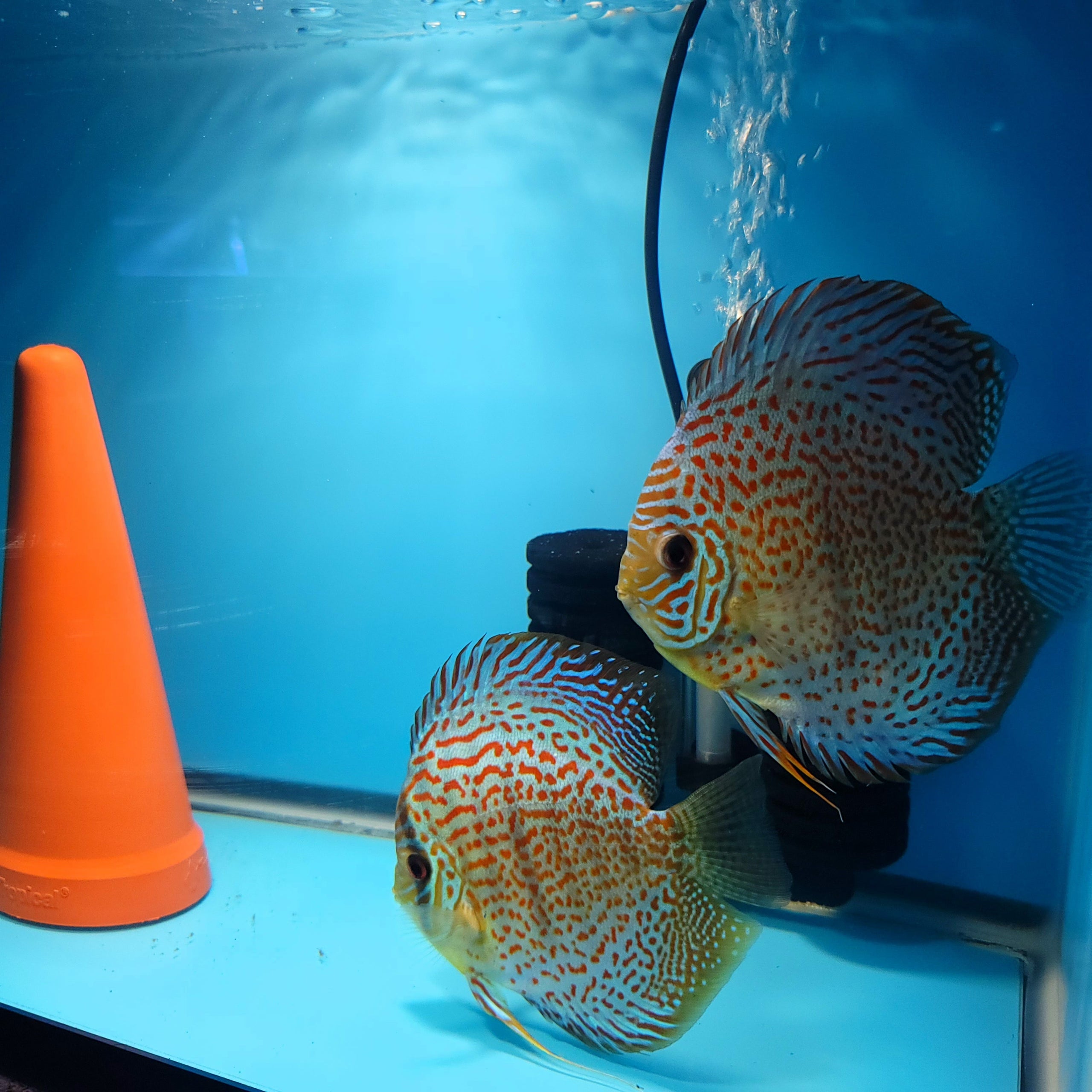 Blue Leopard Discus (Symphysodon discus) - Aqua Imports