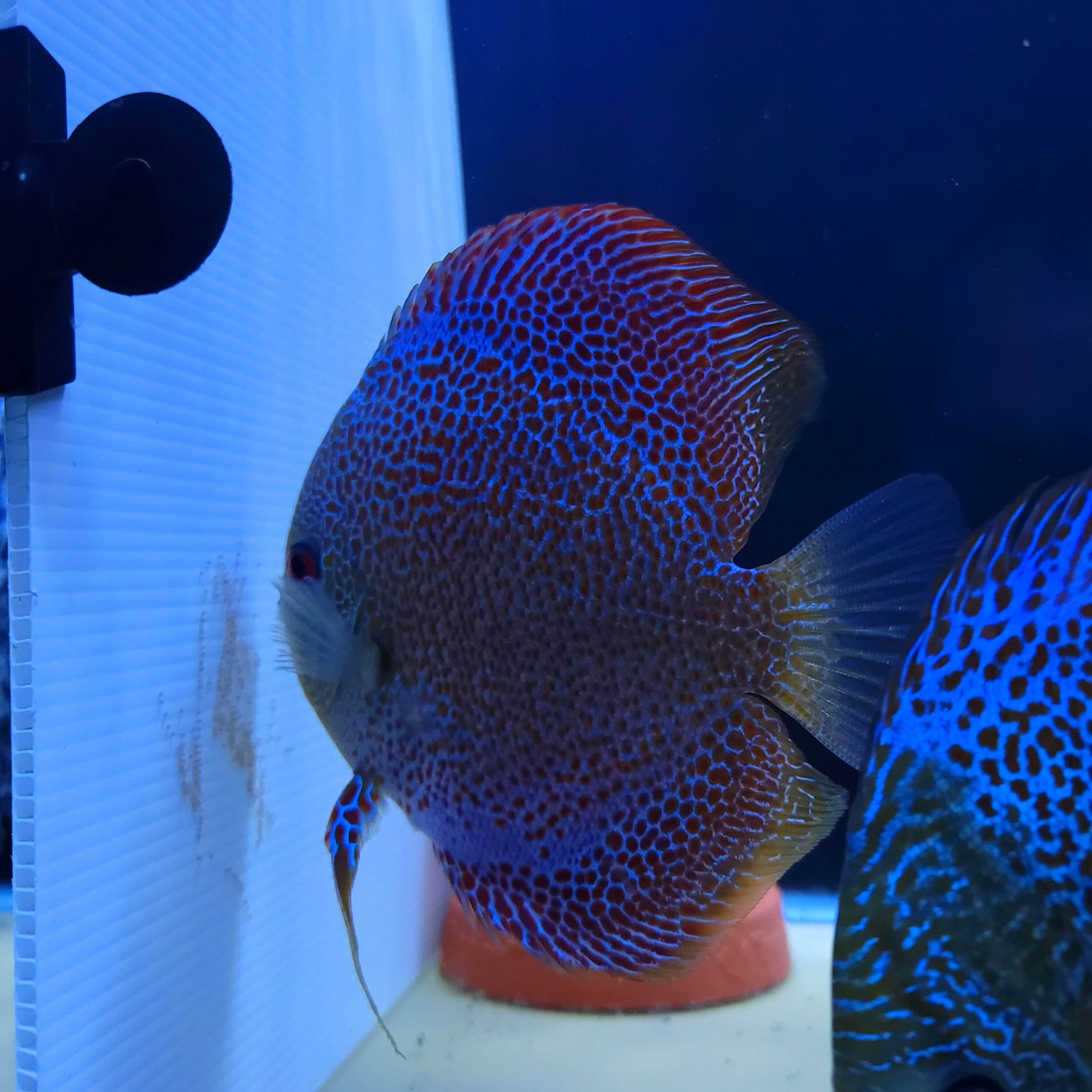 The Discus Store