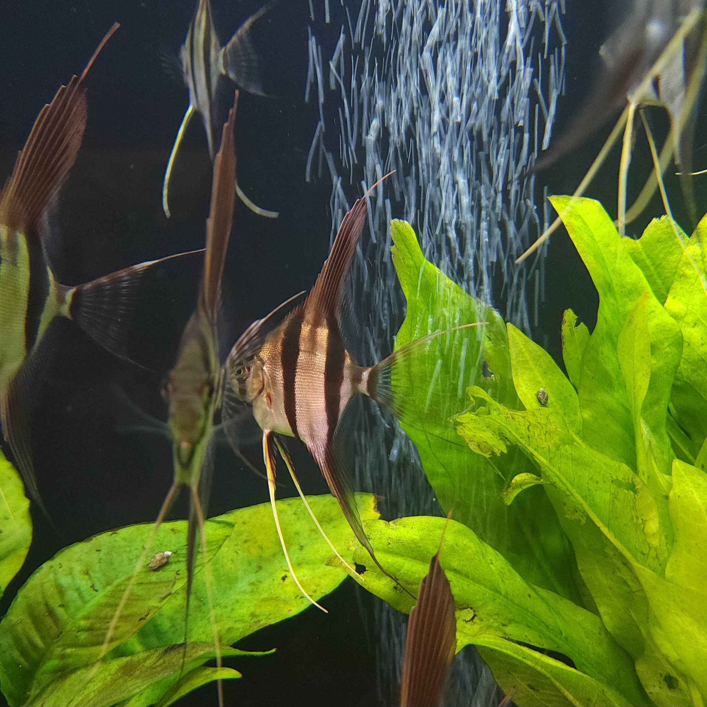 Captive Bred Rio Atabapo Altum Angelfish for sale online  Specialized  Discus Fish Store in Las Vegas, Nevada, United States