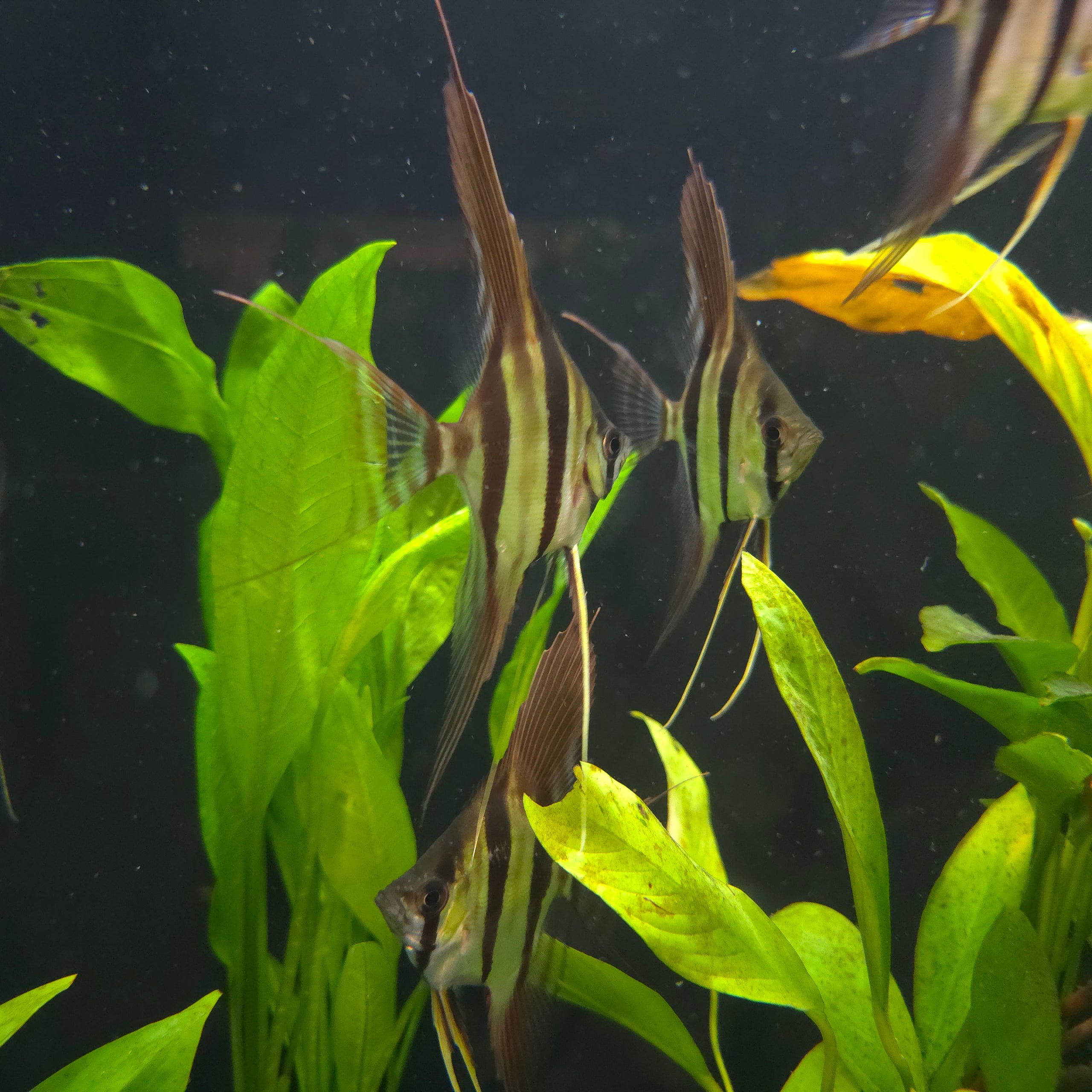 Captive Bred F1 Rio Atabapo Altum Angelfish Free UPS Shipping