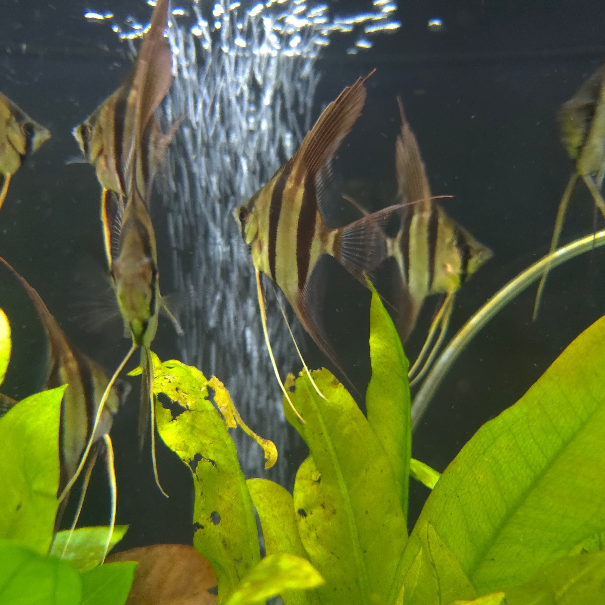Captive Bred F1 Rio Atabapo Altum Angelfish Free UPS Shipping