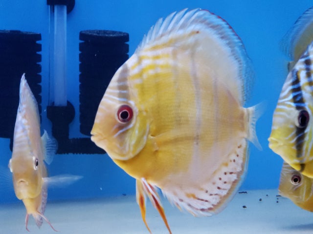 Sera Discus Granules for sale online at Discus America  Specialized Discus  Fish Store in Las Vegas, Nevada, United States